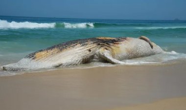 Baleia-jubarte morta aparece na orla e atrai curiosos em Praia Grande, litoral de SP